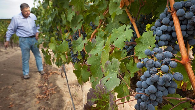 PHOTO: Ron Bitner looks over a crop of Cabernet grapes about 10 days from harvest at his Southwest Idaho vineyard near Marsing, Idaho, Oct. 12, 2011.