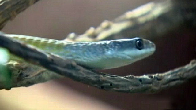 PHOTO: Snakes on a plane actually happened to an Australian pilot earlier this month.