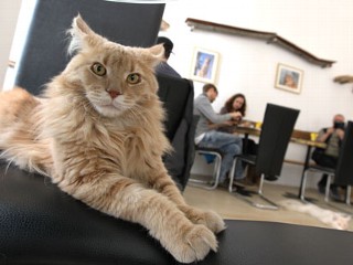 'Cat Cafe' Will Be London's First