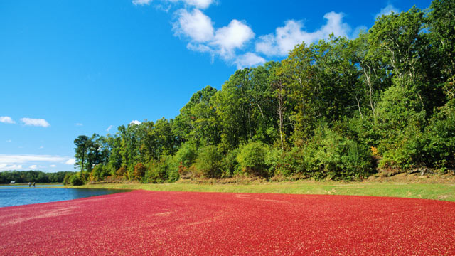 PHOTO: Named for the famous miles of Cape Cod, Massachusetts where cranberries are plentiful come fall, this is one of the most famous beach drinks in country.