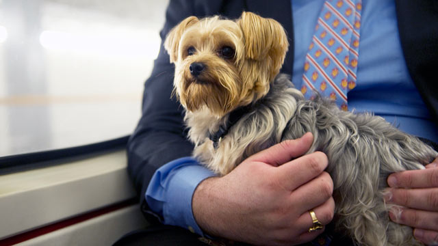 PHOTO: Staffers escort Sen. Scott Browns dog Koda, riding the subway from the Capitol in this Dec. 6 2011 file photo. A new bill would allow dogs to ride Amtrak as well.