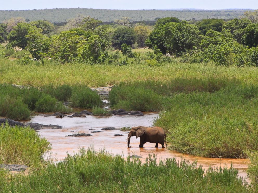 PHOTO: Elephant on the Olifants River in Kruger National Park, South Africa.