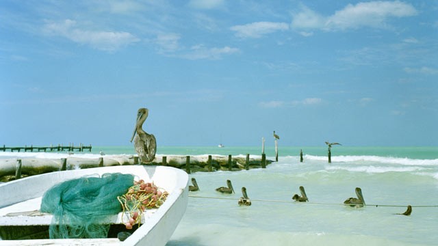 PHOTO: A Pelican sits on small fishing boat by the ocean in the island of Holbox, Mexico.