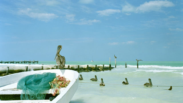 PHOTO: A Pelican sits on small fishing boat by the ocean in the island of Holbox, Mexico.