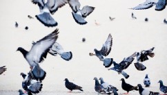 PHOTO: Pigeons.