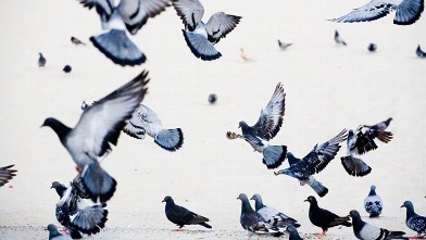 PHOTO: Pigeons.
