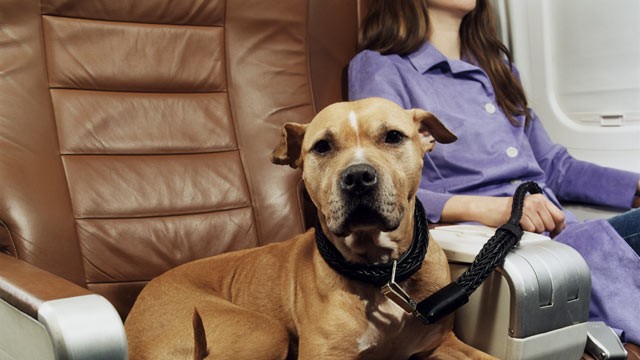 Odorless Dog