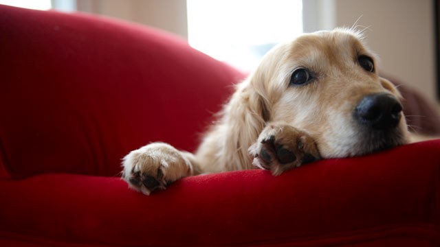 PHOTO: Arranging for proper pet care this holiday season.