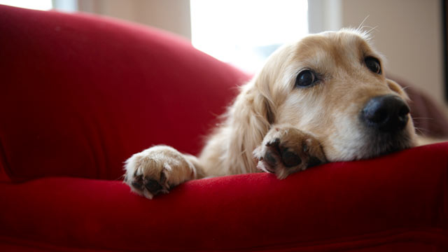 PHOTO: Arranging for proper pet care this holiday season.