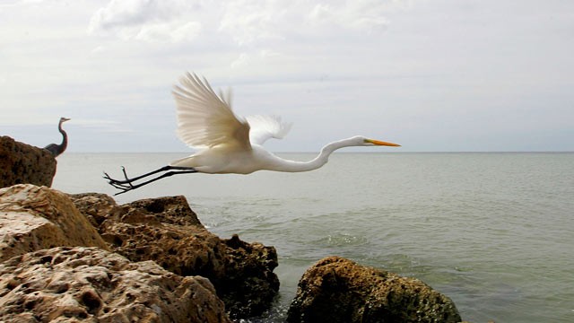 PHOTO: A bird flies off a rock, on Sanibel Island, Fla.