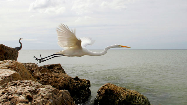 PHOTO: A bird flies off a rock, on Sanibel Island, Fla.