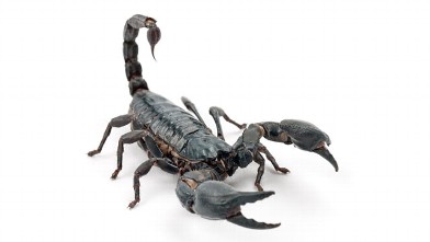 PHOTO: A scorpion (not pictured) was found on a JetBlue plane.