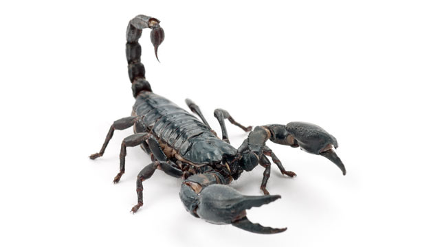 PHOTO: A scorpion (not pictured) was found on a JetBlue plane.