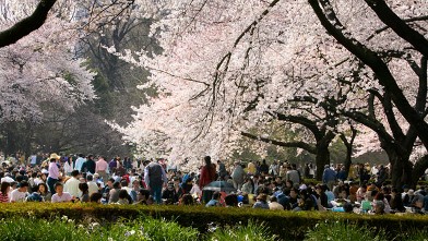 PHOTO: In this file photo the Hanami celebrations can be seen at Shinjuku Gyoen National Garden, Tokyo, Japan.