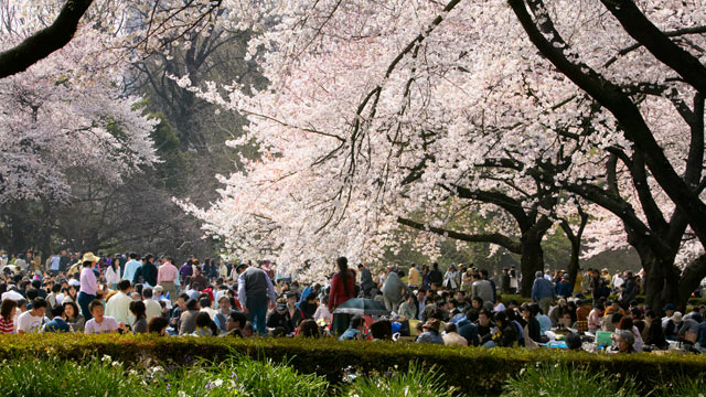 PHOTO: In this file photo the Hanami celebrations can be seen at Shinjuku Gyoen National Garden, Tokyo, Japan.