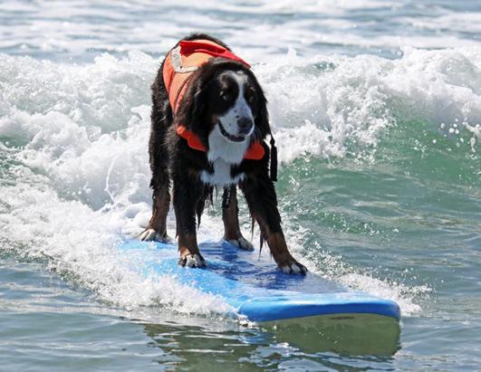 Surfing Dogs