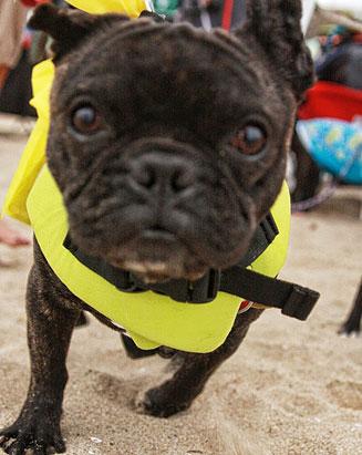 Surfing Dogs