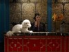Hotel Pets 