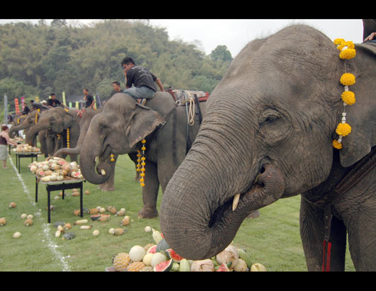 Incredible World Festivals