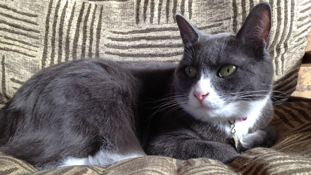 PHOTO: Alder is one of the resident cats at the Alderbrook Resort & Spa in the Hood Canal.