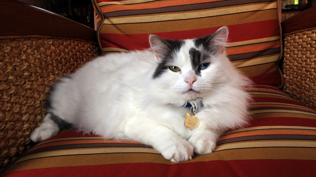 PHOTO: Brook is another feline who resides a the Alderbrook Resort & Spa in the Hood Canal.