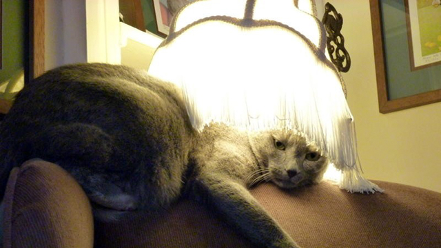 PHOTO: Sweetie lives at The Artist's Inn and Gallery Lancaster County, Pa.