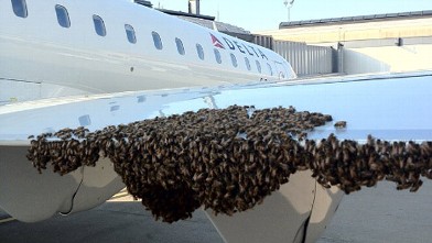 PHOTO: A beekeeper says he had to be called in to gather up a swarm of thousands of bees that delayed a Delta Air Lines Inc. flight from Pittsburgh International Airport to New York.