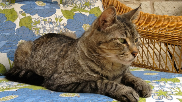 PHOTO: Ben came to the doorstep seven years ago and has been a fixture at Lake Austin
<p>
Spa Resort in Austin, Texas ever since.