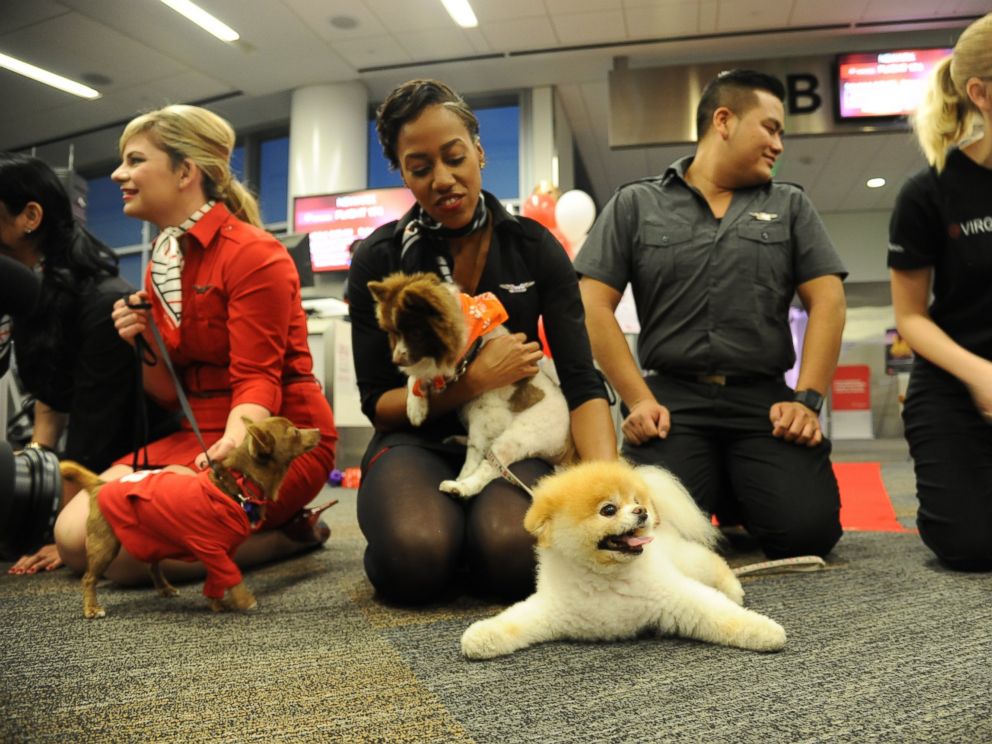 PHOTO: Virgin America in-flight teammates play with the airlines Official Pet Liaison Boo and Chihuahua pups being flown to New York on board the airlines fifth Operation Chihuahua airlift on November 13, 2013.