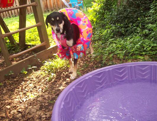 Dogs on Vacation