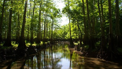 PHOTO: You won't find snow in Christmas, Florida, but you will find a number of companies offering fantastic air-boat tours of the local swamps.