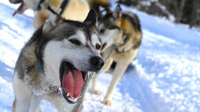 PHOTO: Try your hand at dog mushing on a winter vacation in Alaska.