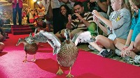 PHOTO The Peabody Orlando has launched a national search for a new Duck Master.