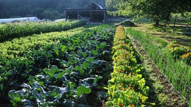 PHOTO: A Luxury Farm Stay at Foxglove Farm