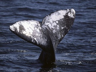 Best Spots to Spot Sea Life in Calif.
