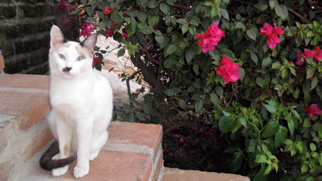 PHOTO: The most recent cat to find plush accommodations at Hacienda San Angel in Puerto Vallarta, Mexico is Sweetie Pie.