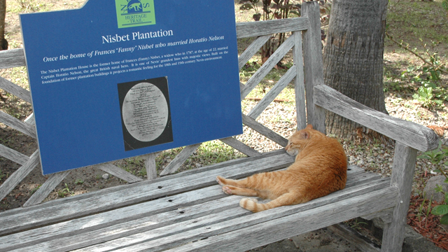 PHOTO: Henry is a cat that lives at Nisbet Plantation Beach Club on the Caribbean island of Nevis.