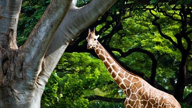 PHOTO: Honolu Zoo