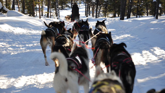PHOTO: Consuming up to 13,000 calories a day sled dogs are lean beasts that can pull up to 60 pounds each.