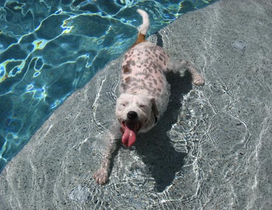 Dogs on Vacation