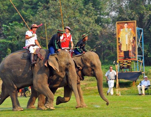 Elephant Polo in Thailand