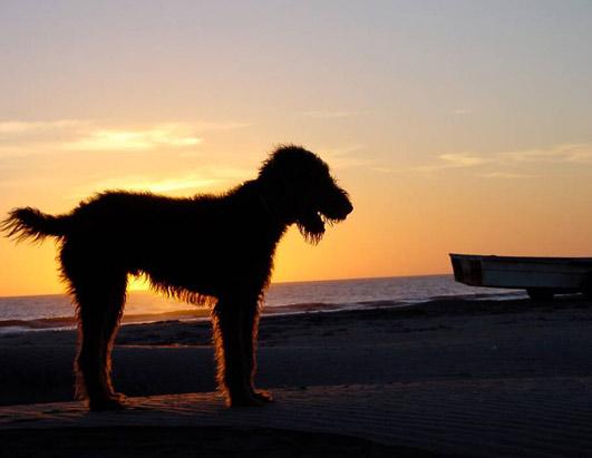 Pets on Vacation