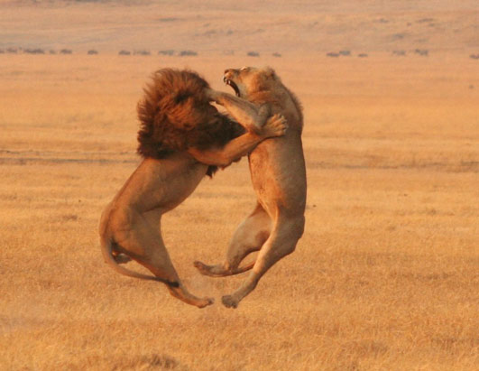 Lions Fighting Animal Photos