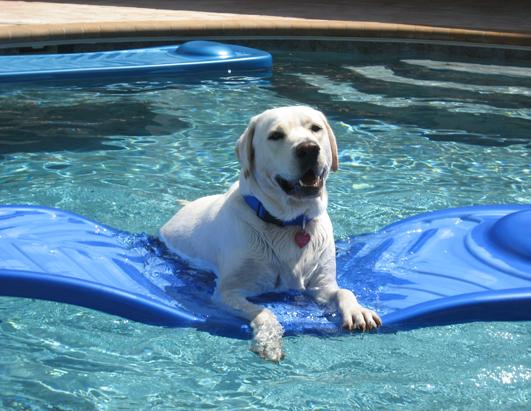 Dogs on Vacation