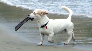 Delta Airlines loses Paco