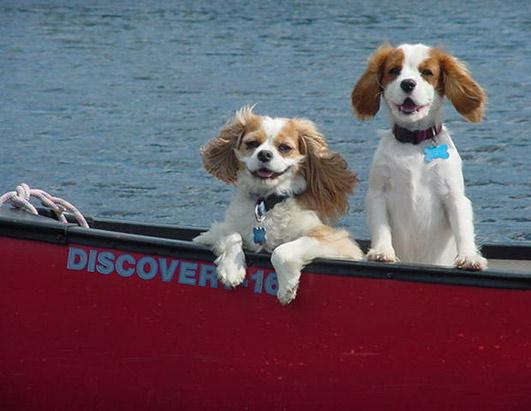 Pets on Vacation
