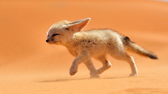 PHOTO: The fennec, or desert fox is a canine mammal species of the genus Vulpes, which inhabits the Sahara Desert and Arabia. With its features ears, this is the smallest species of the family Canidae. It is endangered and its main threat is illegal in ot