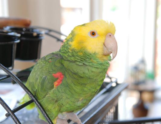 Top 17 Most Adorable Hotel Animals