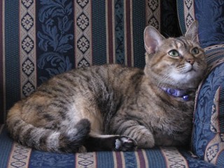 Cats That Live in Hotels