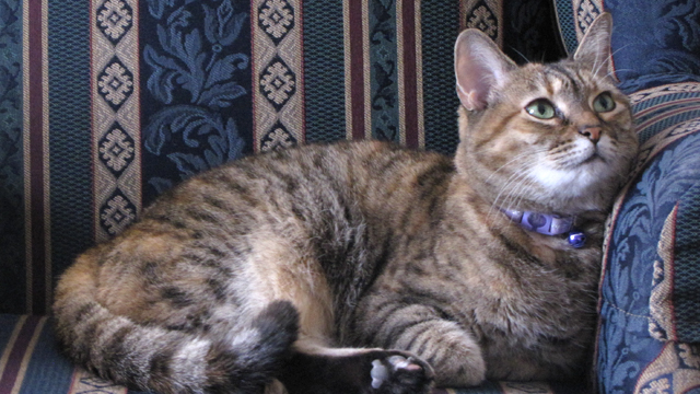 PHOTO: Reese is part of the family at the Rabbit Hill Inn in northern Vermont.